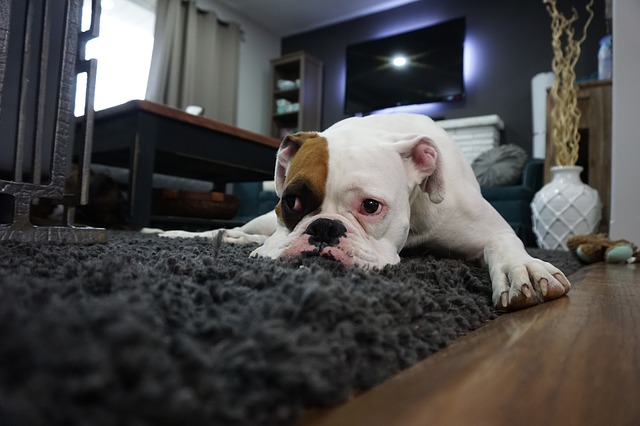 How To Find Carpet Cleaners Who Really Known Their Stuff